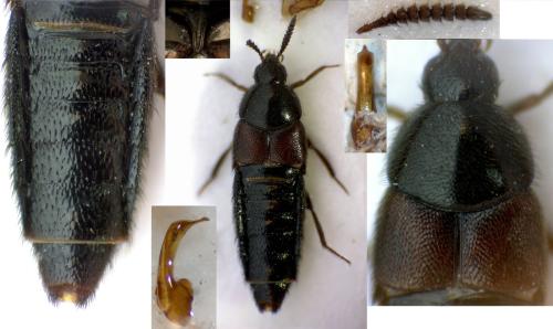 Aleochara laticornis